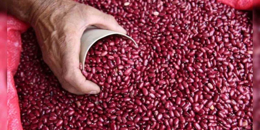 Frijoles en Cuba, una producción detenida y compleja